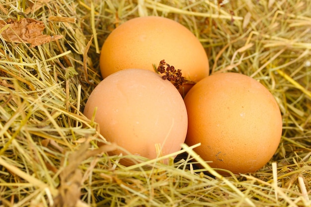 Huevos marrones en un nido de primer plano de heno