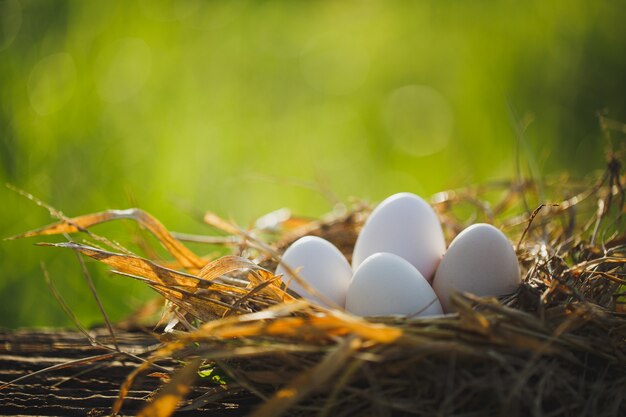 Huevos en el nido con hora de la mañana sobre fondo verde