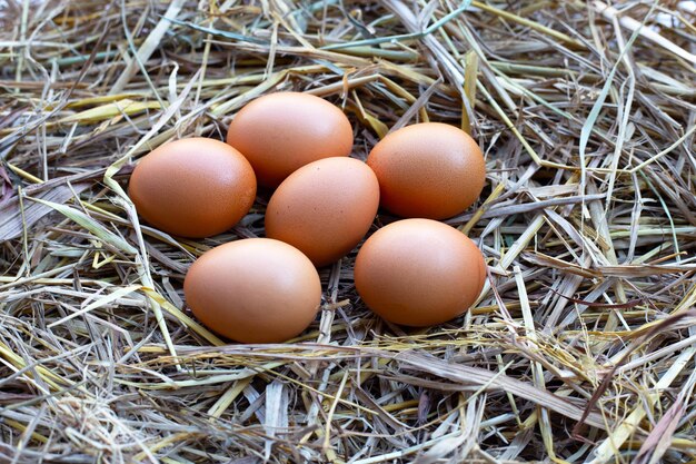 Huevos orgánicos frescos en un nido de paja