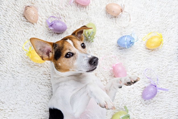 Huevos de Pascua con cachorro divertido en alfombra blanca