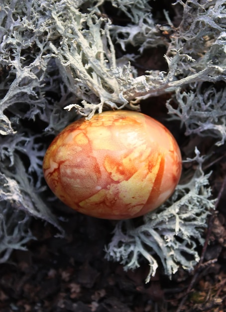 Huevos de Pascua de colores en el musgo del bosque