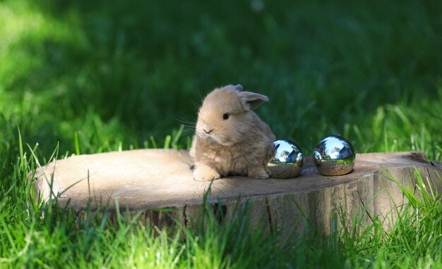 huevos de pascua y conejito en un tocón