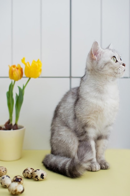 Huevos de pascua de gato gris y muscari en una maceta de arcilla