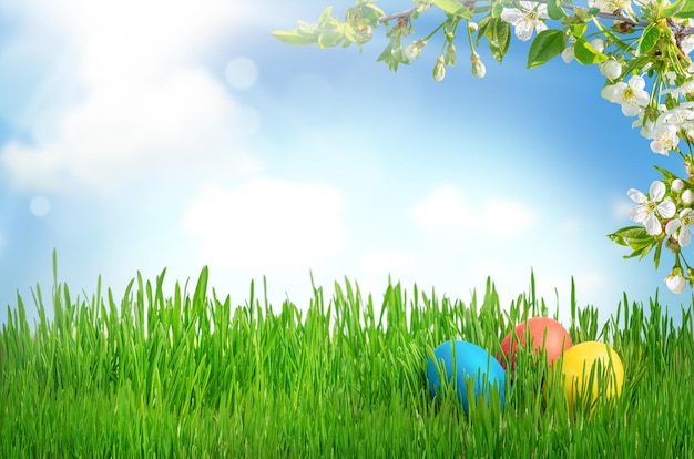Huevos de Pascua en hierba verde sobre fondo de cielo azul