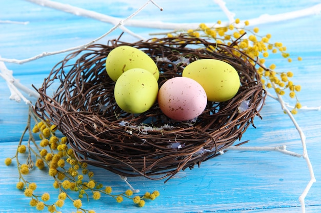 Huevos de Pascua en nido y flores de mimosa sobre fondo de madera azul