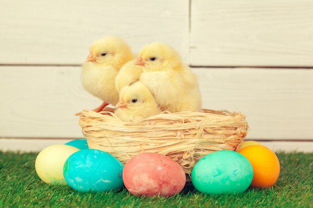 Huevos de Pascua y pollos sobre la hierba verde