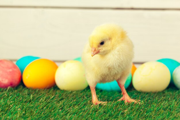 Huevos de Pascua y pollos sobre la hierba verde