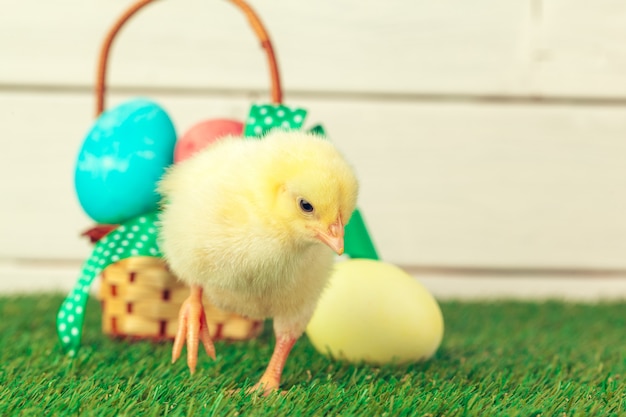 Huevos de Pascua y pollos sobre la hierba verde