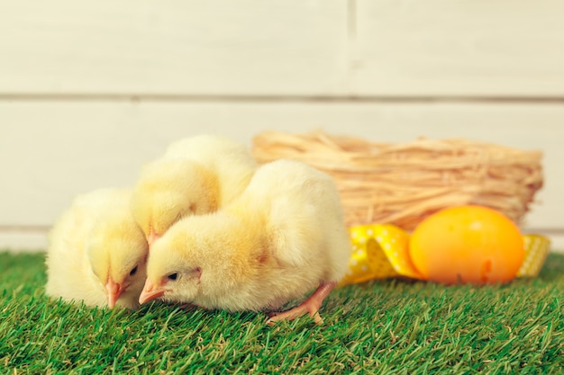 Huevos de Pascua y pollos sobre la hierba verde