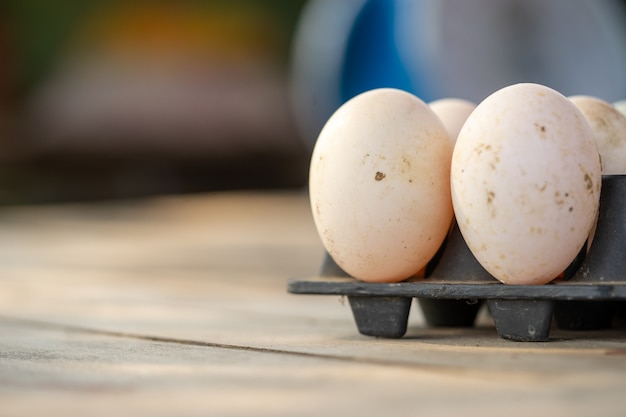 Huevos de pato grandes de granjeros que crían patos en un sistema de granja abierto