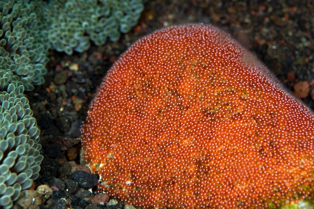 Huevos de pez payaso - Amphiprion clarkii. Mundo macro submarino de Bali.