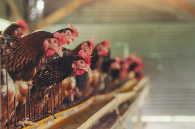 Huevos Pollos, gallinas en ganadería jaulas granja industrial.