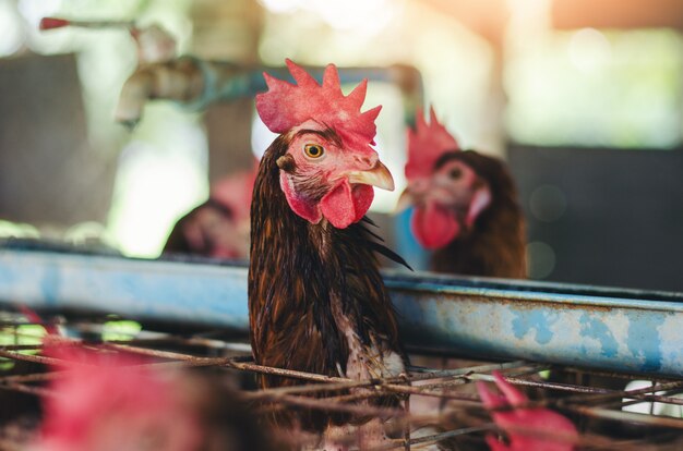 Huevos Pollos, gallinas en ganadería jaulas granja industrial.