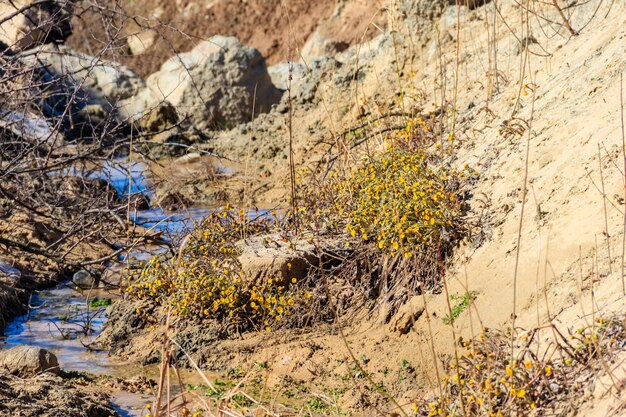 Huflattichblume Tussilago farfara an einem sandigen Ufer eines kleinen Baches