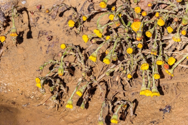 Huflattichblume Tussilago farfara auf Wiese