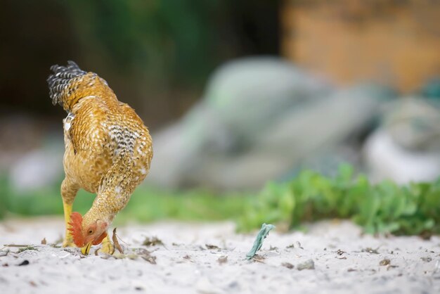 Huhn am Strand