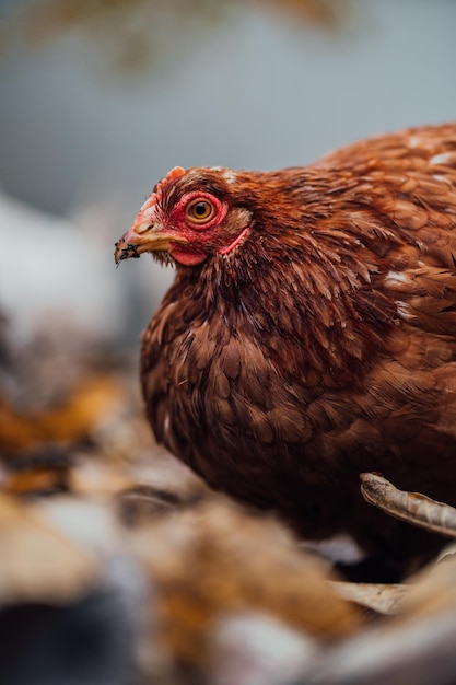 Huhn auf abgefallenen Blättern in der Voliere Braunes Huhn, das an einem Herbsttag auf einem Bauernhof auf einem Haufen trockener Blätter in einer Voliere läuft