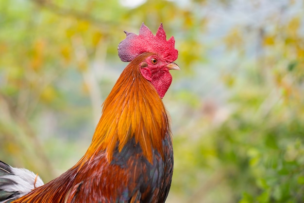 Huhn auf Bambus