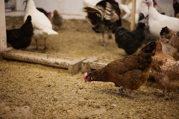 Huhn auf dem Bauernhof