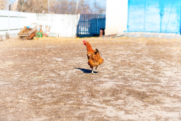 Huhn auf dem Landhof