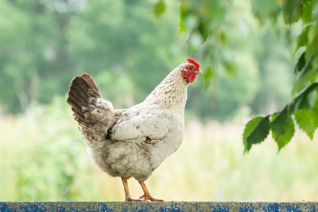 Huhn auf dem Zaun