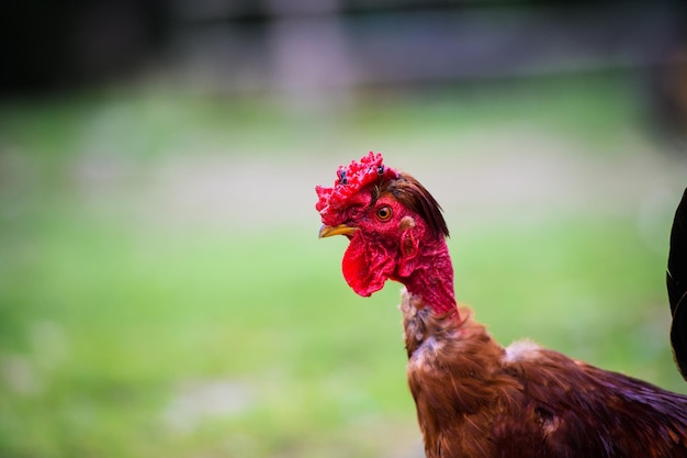 Huhn auf einem Bauernhof