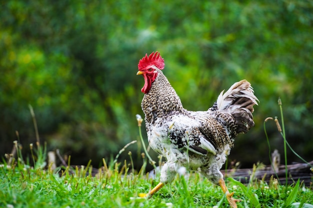 Huhn auf einem Bauernhof