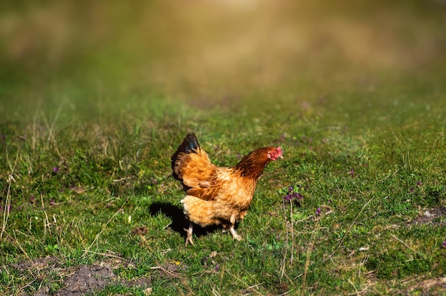 Huhn auf einem Bauernhof