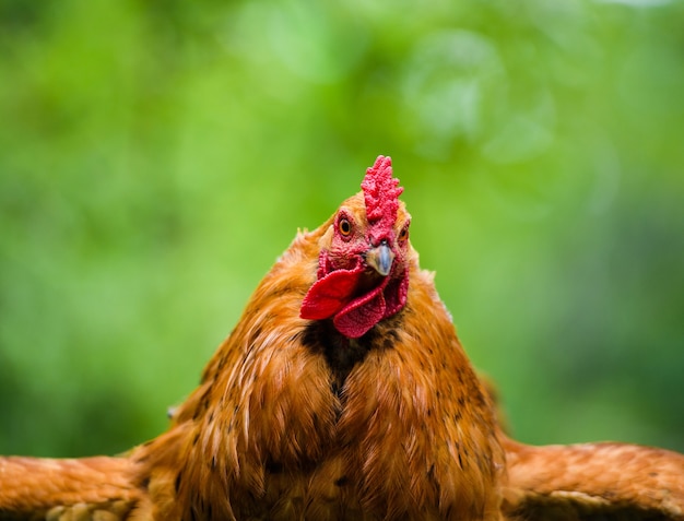 Huhn auf einem Bauernhof