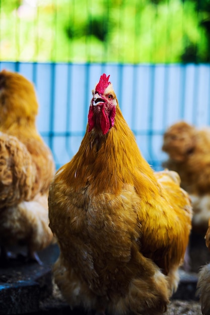 Huhn auf einem Bauernhof