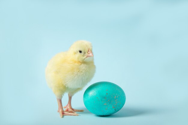 Huhn auf einem blauen Hintergrund mit einem Ei