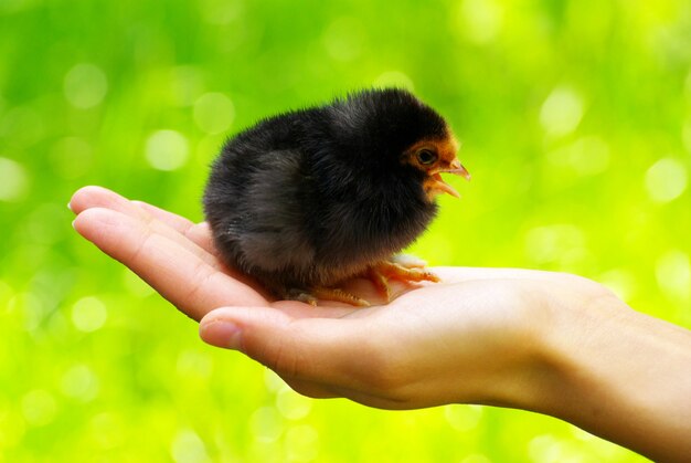 Huhn auf weiblicher Hand