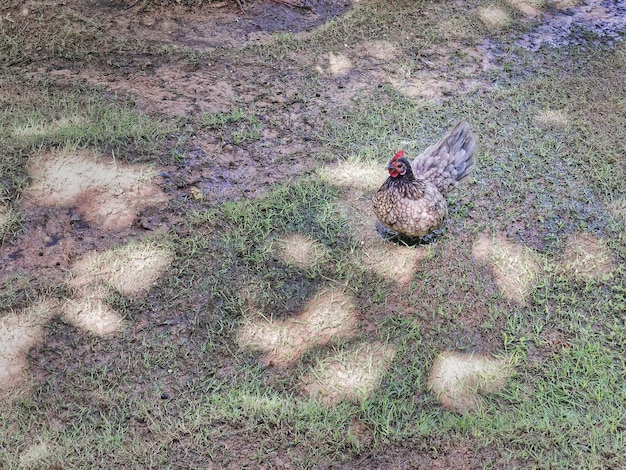 Foto huhn, das auf nassem gras-rasen steht