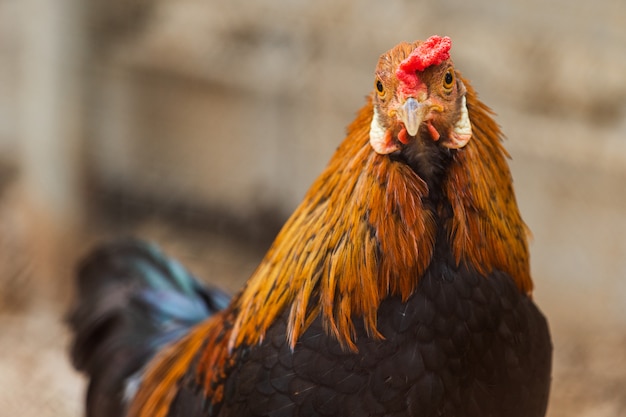 Huhn, das in einem Bauernhof stillsteht