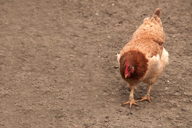 Huhn geht auf braunem Hintergrund