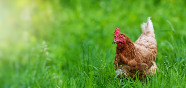 Huhn im Gras auf einem Bauernhof. Henne auf einem traditionellen Freiland-Geflügel-Bio-Bauernhof, der auf dem Gras mit Kopierraum oder für Banner weidet.