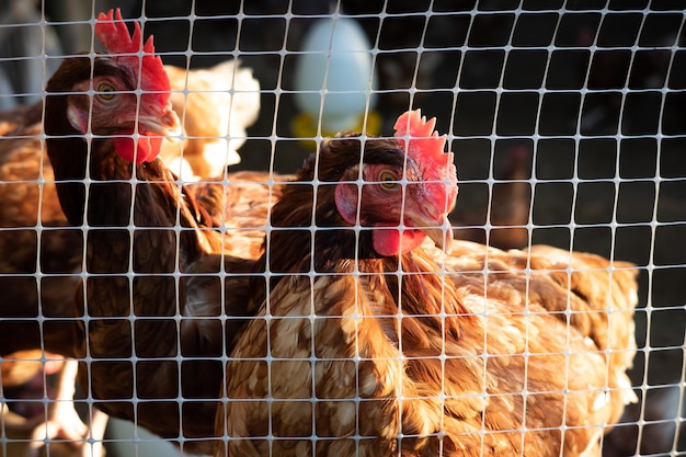 Huhn im Käfig wartet auf Nahrung in der Farm