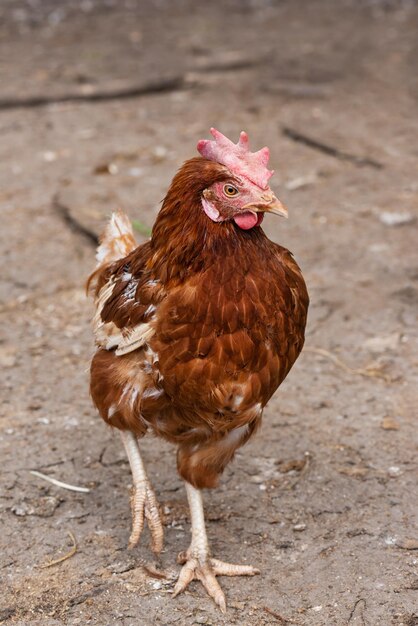 Huhn in der Geflügelhofnahaufnahme