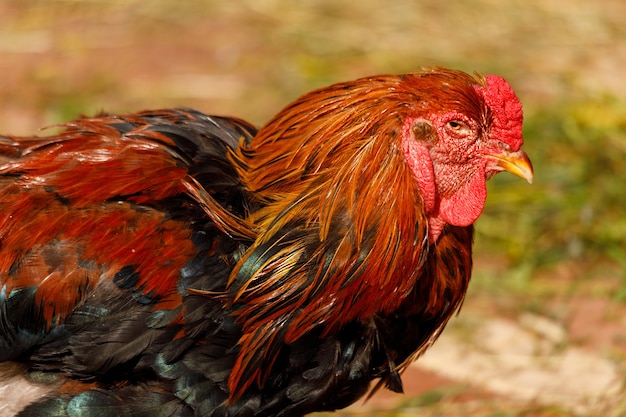 Huhn in der Natur in der Sommernahaufnahme. Foto in hoher Qualität