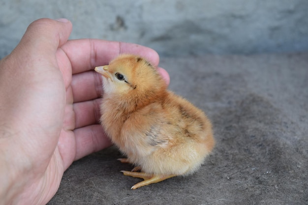 Huhn in einer Palme