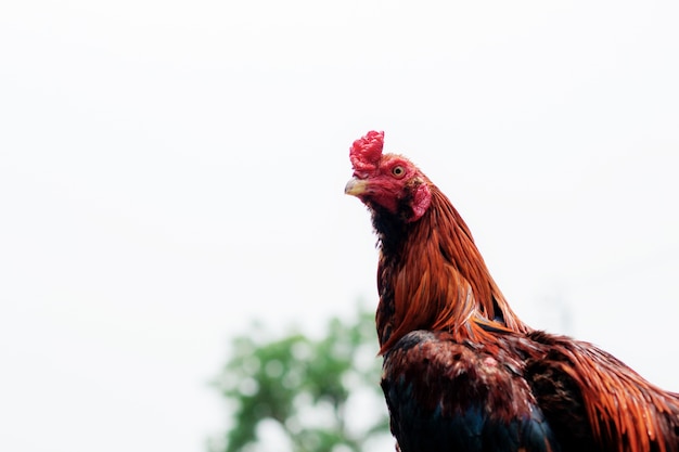 Huhn mit dem Himmel.