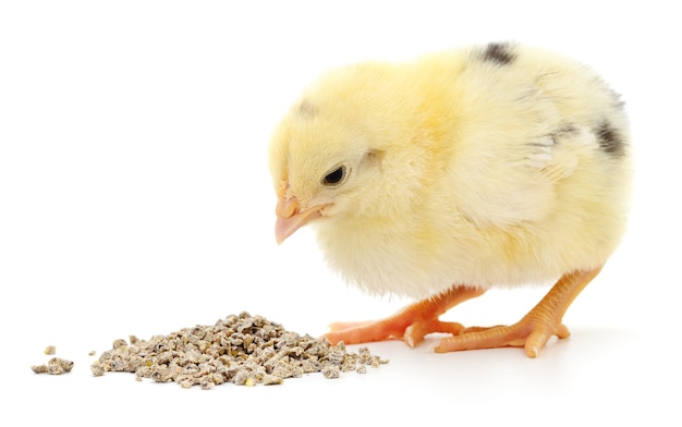 Huhn mit Essen auf weißem Hintergrund.