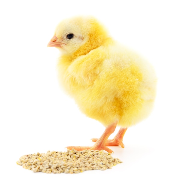 Huhn mit Essen auf weißem Hintergrund.