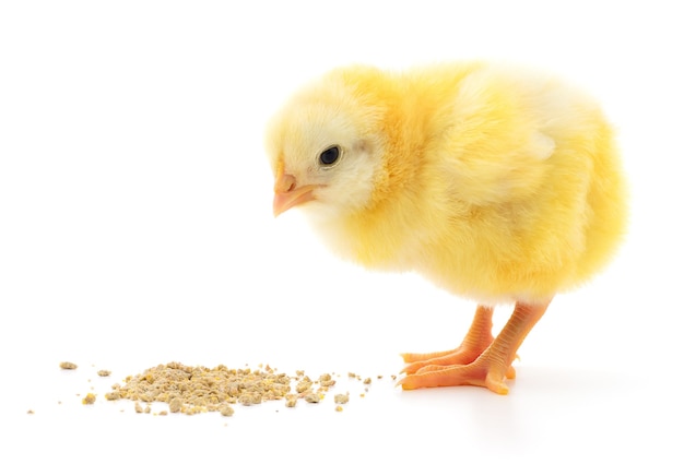 Huhn mit Essen auf weißem Hintergrund.