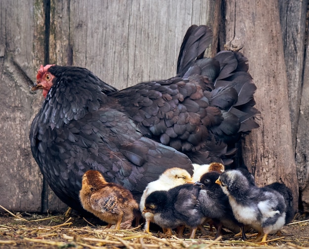 Huhn mit Hühnern im Hof.