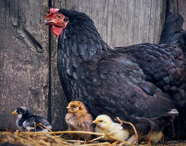 Huhn mit Hühnern im Hof.