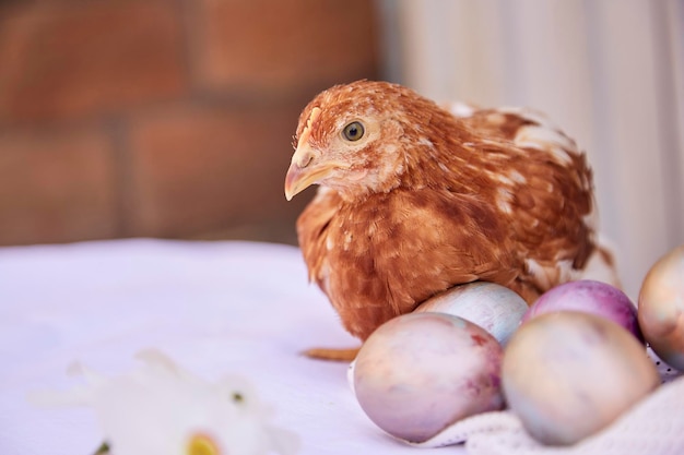 Huhn pastellfarbene Ostereier. Osterpostkarte. Cottagecore- und Naturecore-Ästhetik