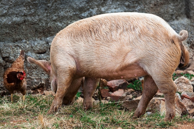 Huhn und ein Schwein