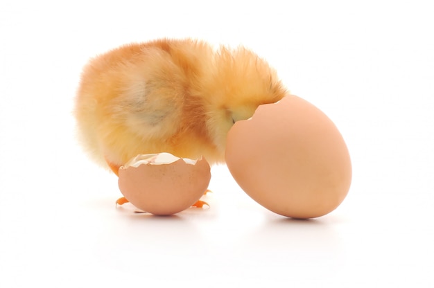 Huhn und eine Eierschale