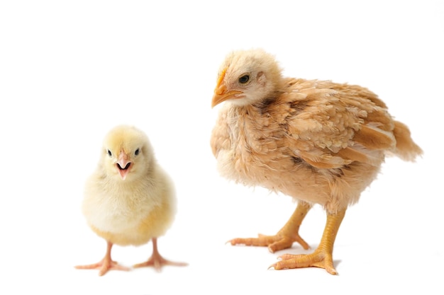 Huhn und Henne zwei Hühner zwei Hennen auf einem weißen Hintergrund isoliert